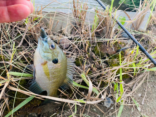 ブルーギルの釣果