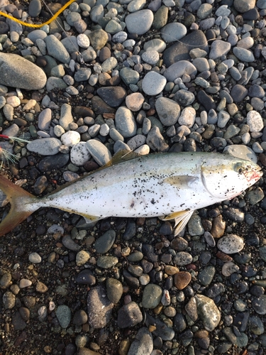 ワカシの釣果