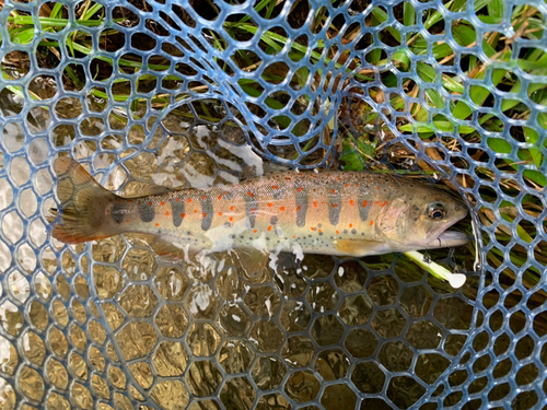 アマゴの釣果