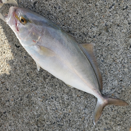 ショゴの釣果