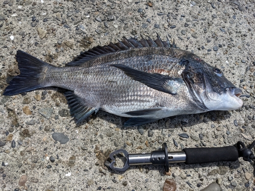 チヌの釣果