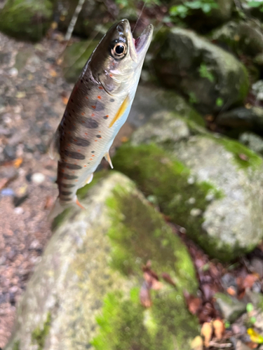 ヤマメの釣果