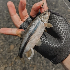 カワムツの釣果