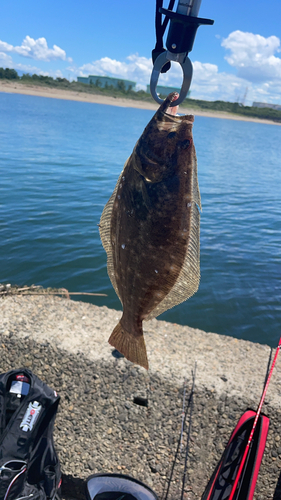 ヒラメの釣果