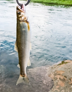 アユの釣果