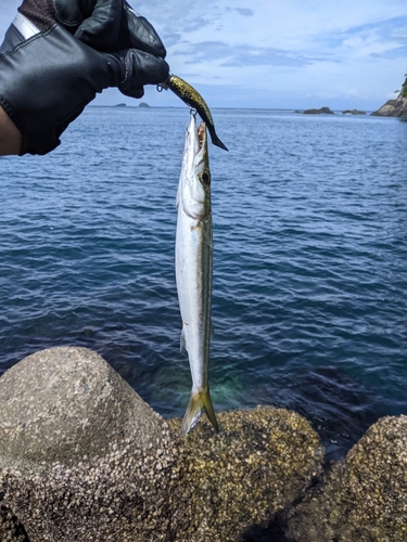 アカカマスの釣果