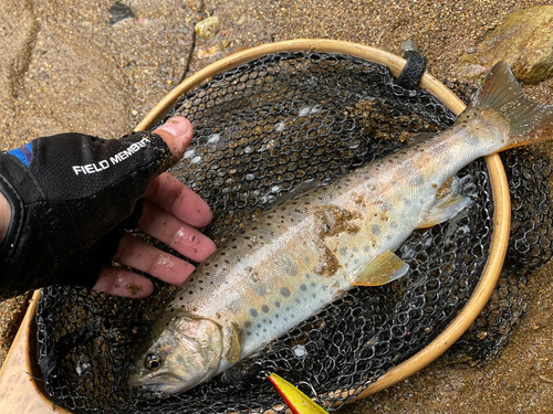 ヤマメの釣果