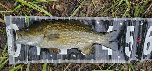 スモールマウスバスの釣果