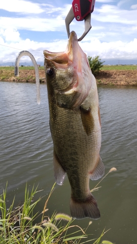 ラージマウスバスの釣果