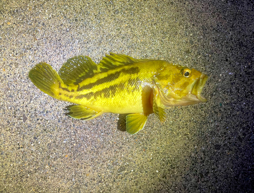 シマソイの釣果