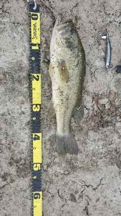 ブラックバスの釣果