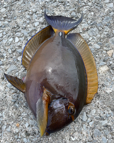 ニセカンランハギの釣果