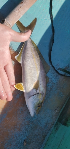 ショゴの釣果