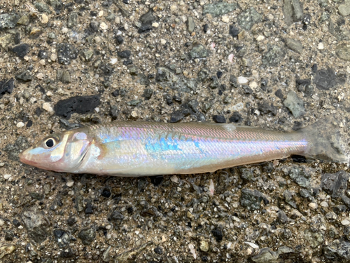 キスの釣果