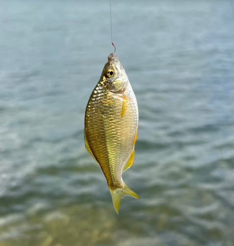 カネヒラの釣果