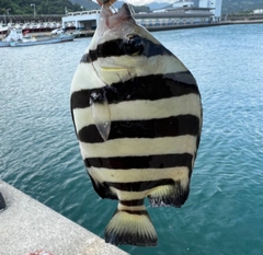 イシダイの釣果