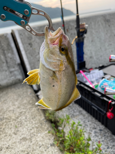 ショゴの釣果