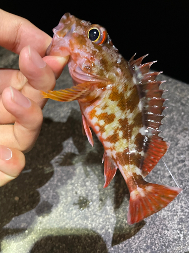 カサゴの釣果