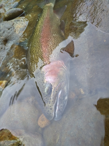 ニジマスの釣果