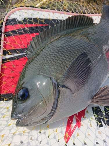 メジナの釣果