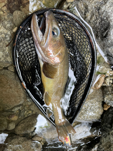 イワナの釣果