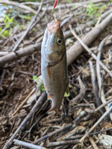 ウグイの釣果