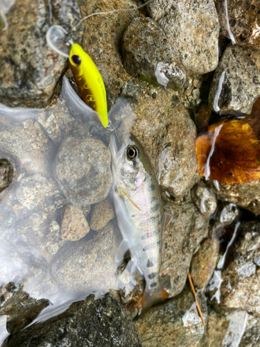 アマゴの釣果