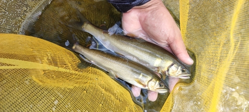 アユの釣果