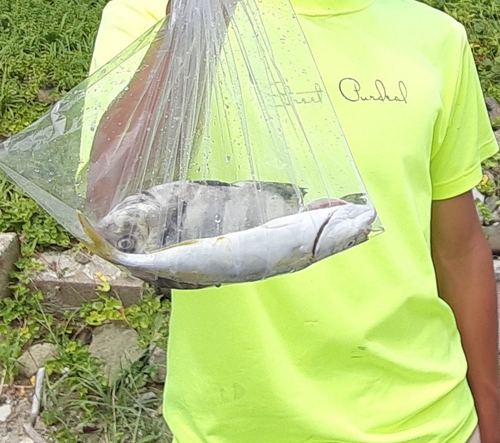 イシダイの釣果