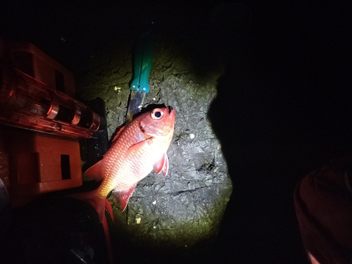 アカマツカサの釣果