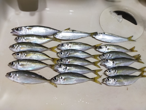 アジの釣果