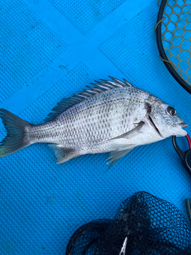 キビレの釣果