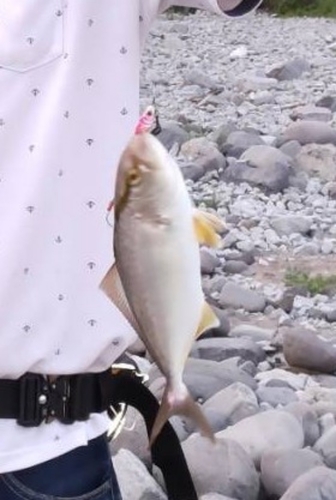 ショゴの釣果