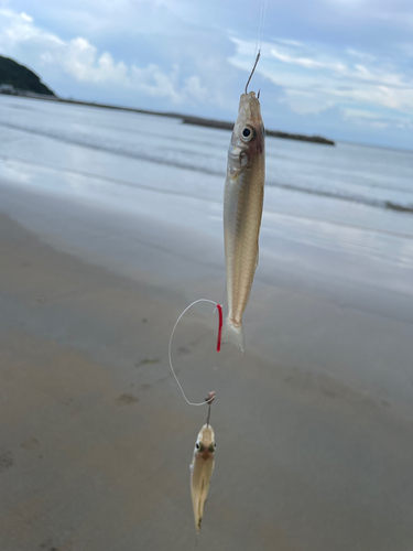 キスの釣果