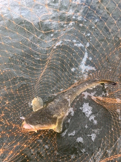 マゴチの釣果