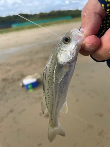 セイゴ（タイリクスズキ）の釣果