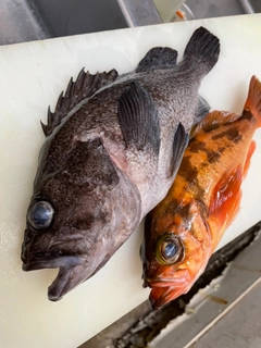 オキメバルの釣果