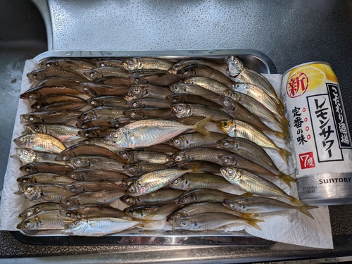 アジの釣果