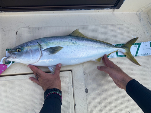 ハマチの釣果