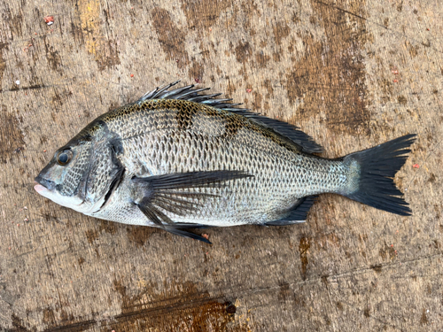 メイタの釣果