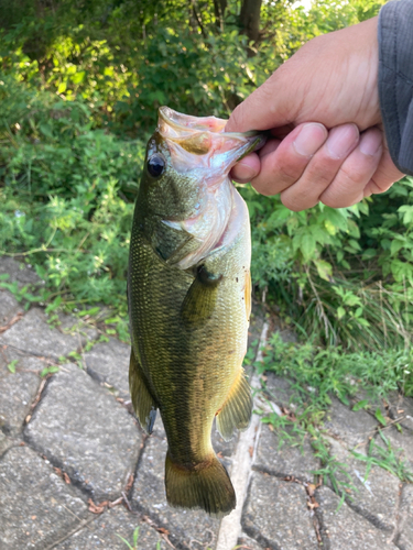 ラージマウスバスの釣果