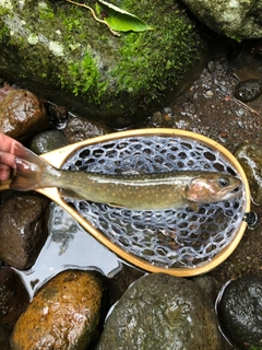 イワナの釣果