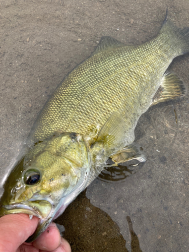 スモールマウスバスの釣果