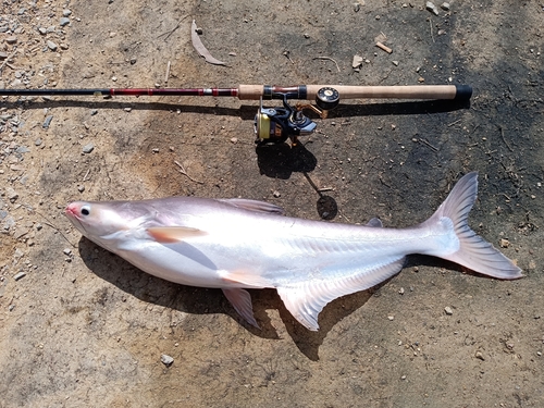 ナマズの釣果