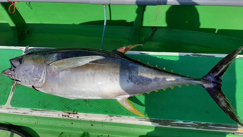 キハダマグロの釣果