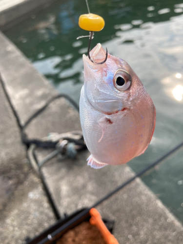 タイの釣果