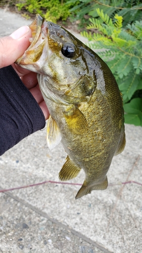 スモールマウスバスの釣果