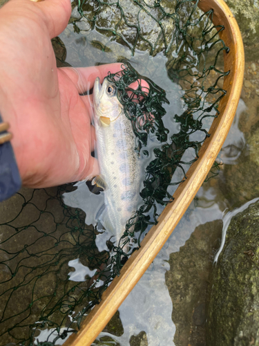 アマゴの釣果