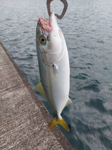 ショッコの釣果