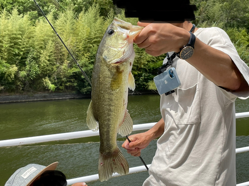 ブラックバスの釣果